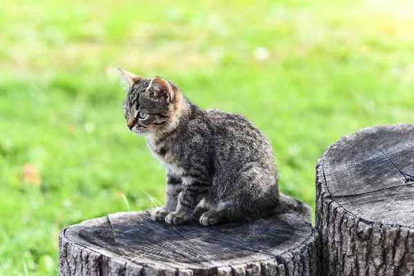 작은 줄무늬 고양이 마당, 흥미와 집중 중간 오크 마에 앉아 — 스톡 사진