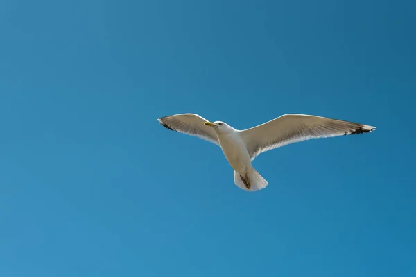 Létající racek na modré obloze — Stock fotografie