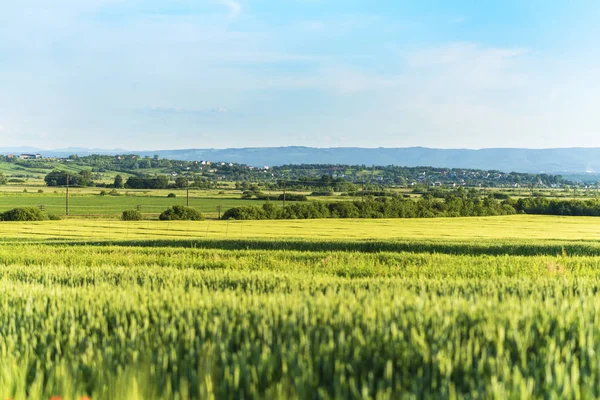 프리는 밀밭, 우크라이나의 시골 — 스톡 사진