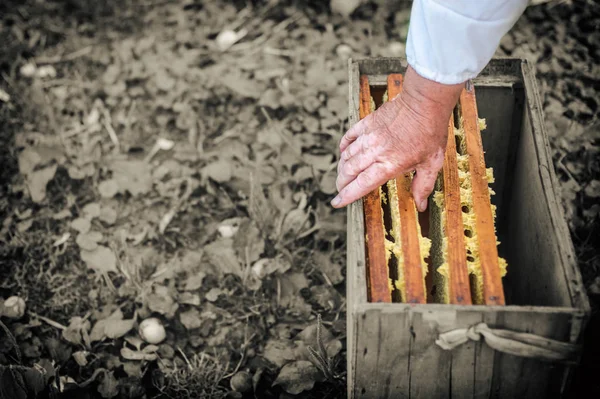 Honigrahmen werden in die Schachtel eingesetzt, Honiggewinnungsprozess, Konzeption — Stockfoto