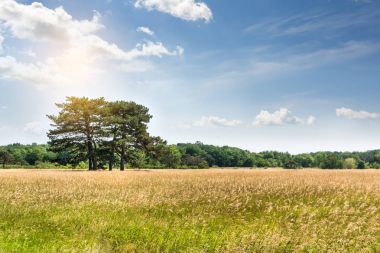 Manzara, Dendrological Park, ulusal rezerv Askania-Nova, turistik yerler