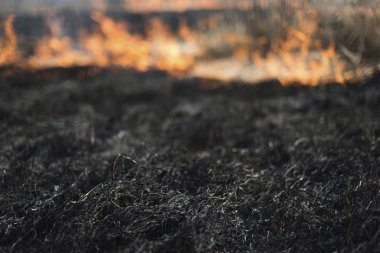 Çim, çalılar ve bitkiler yanma yandı, erken Bahar