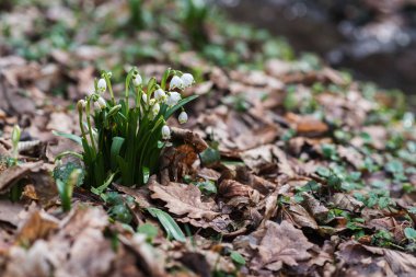 Galanthus nivalis karaya orman creek ilk bahar çiçek, doğa