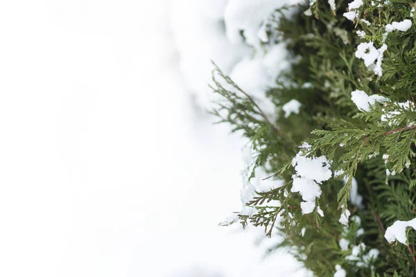 Gröna cypress gren täcks av snö, designmönster, utrymme för text, vinter vykort, Stäng — Stockfoto