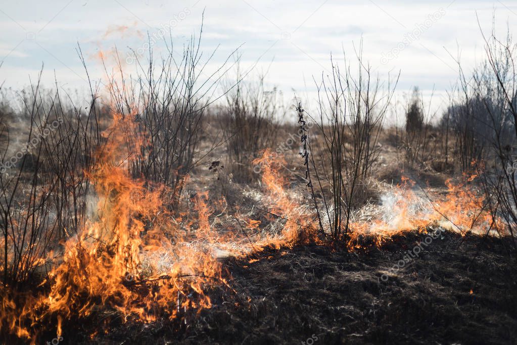 Burning grass in the field, shrubs and plants are burned, early spring