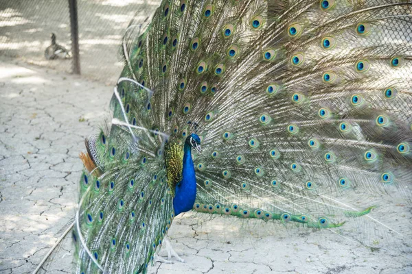 Peacock dance, zoological garden of the National Reserve Askania-Nova, Ukraine