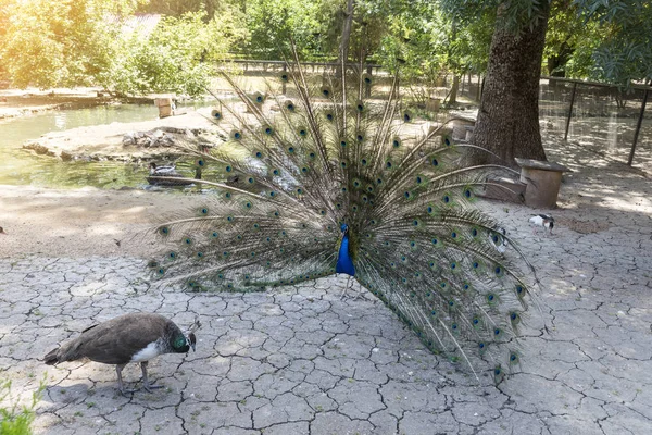 Dansul peacock în fața unei femei, curtare, grădină zoologică a Rezervației Naționale Askania-Nova, Ucraina — Fotografie, imagine de stoc