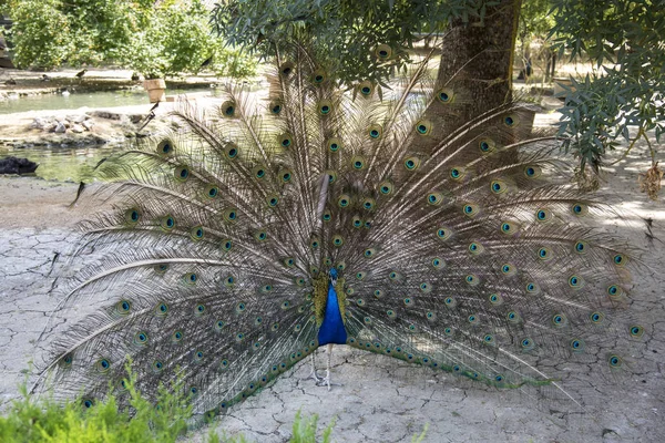 Peacock dance, jardin zoologique de la réserve nationale Askania-Nova, Ukraine — Photo