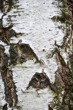 Huş ağacı kabuğu, yakın çekim, doku ve arka plan