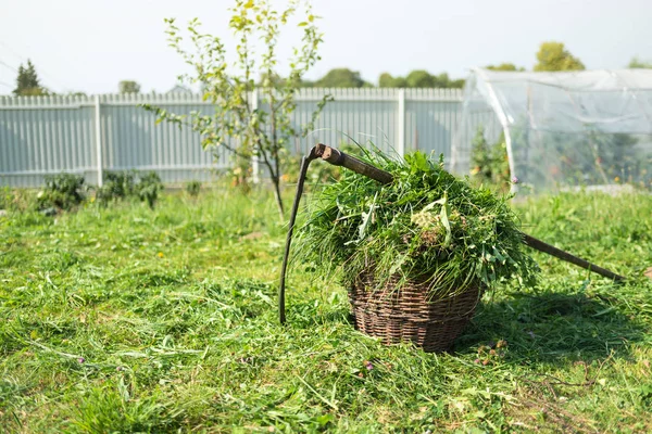 Frisches Gras im Korb und veraltetes Handwerkzeug - Sense, Dorf — Stockfoto