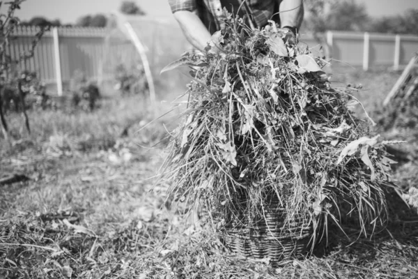 Frisches Gras in einem Korb, der per Handsense abgemäht wurde, alter Mann im Hintergrund, monochromer Effekt — Stockfoto