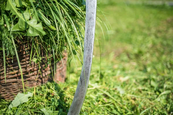 Hierba fresca en una cesta y herramienta de mano obsoleta - guadaña, primer plano — Foto de Stock