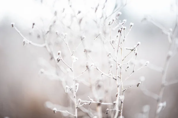 一丛丛干枯的植物覆盖着冻土,薄薄的薄雾笼罩着它. 自然界中的植物。 寒冷和即将来临的冬天。 早上时间 — 图库照片