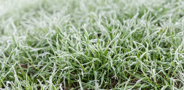 Harrfrost på gräs, närbild. - God morgon. Brett vinkel naturlig bakgrund tema — Stockfoto