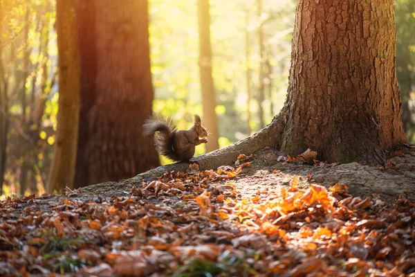 Eichhörnchen nagt an Eichenwurzel, weiches Sonnenlicht erhellt den Hintergrund. schöner Herbsttag im Wald. — Stockfoto