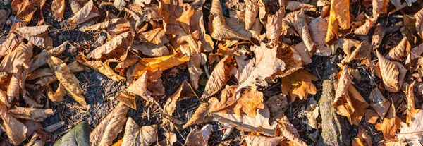 Hermoso octubre. Caídas hojas de colores se encuentran en el suelo, vista superior. Otoño en el bosque. Fondo natural de gran angular, formato de banner —  Fotos de Stock