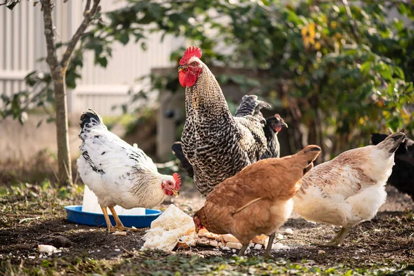 Alimentar a las aves de corral con alimentos saludables sin OMG. Pollas y pollos en el jardín. La vida en el pueblo — Foto de Stock