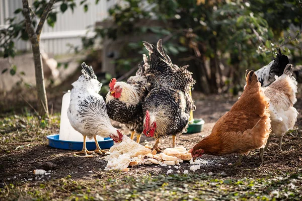 Pollos y gallos comiendo, vida en el gallinero. Cultivar un ave sana sin OGM — Foto de Stock