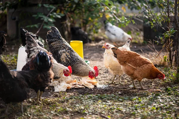 Aves de granja. Los pollos y gallos comen pan empapado. Concepto: alimentos sanos y no modificados genéticamente — Foto de Stock