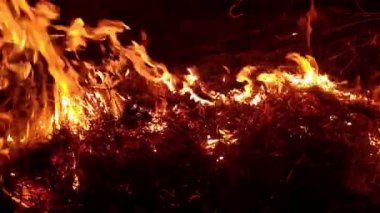 Gece vakti tarlada kuru otlar yanıyor. Ses de dahil. 4K görüntü. Kundaklama, felaket ve acil durum teması, bitki örtüsü ve hayvanlar üzerinde olumsuz etki. İyi geceler.