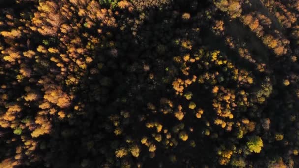 Sanfter Flug Über Den Baumwipfeln Des Herbstwaldes Sonnenuntergang Natur Den — Stockvideo