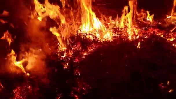 フィールド内の乾燥した草の放火 火災燃焼 ナイトショット 4K映像だ 災害や緊急事態 動植物への負の影響をテーマにしています ナイトショット — ストック動画