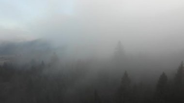 Sis kozalaklı ormanı kaplıyor. Dağlık arazide sisli bir sabah. Hava durumu. Doğa. Hava aracı 4K sinematik görüntüler