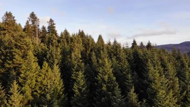 Flyover Drone Liso Acima Abeto Pinheiros Pássaro Vista Para Floresta — Vídeo de Stock