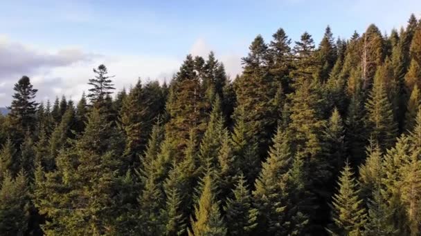 从空中俯瞰着常绿森林 起重机被击中 林地里的云杉和松树树梢 喀尔巴阡山 东别斯卡尔 美丽的自然 — 图库视频影像