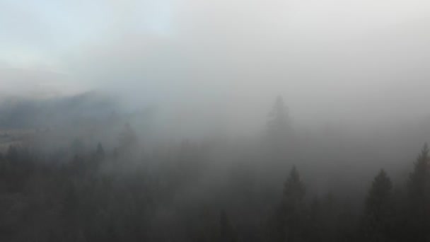 Niebla Extiende Sobre Bosque Coníferas Mañana Brumosa Terreno Montañoso Clima — Vídeo de stock