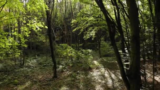 Лесу Между Деревьями Увеличь Изображение Солнечные Лучи Пробивают Листья Тема — стоковое видео