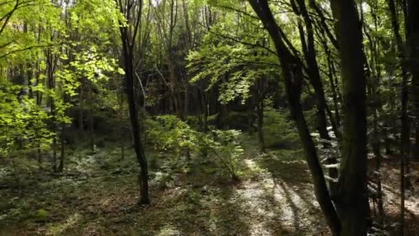 Dans la forêt entre les arbres, zoom arrière. Rayons solaires traversant les feuilles. Thème nature. Drone 4K 