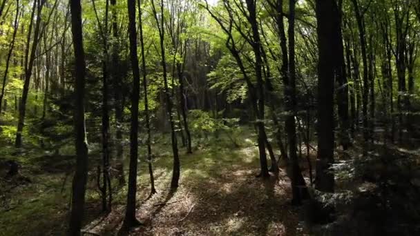 Wald Zwischen Den Bäumen Zoomen Sie Hinein Sonnenstrahlen Durchbrechen Die — Stockvideo
