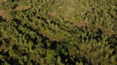 Yaprak döken ormanın hava üssü. Orman. Natura. İHA 4k, eğik olarak yakınlaştır