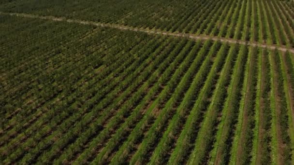 Vista Aérea Del Huerto Frutas Tierras Agrícolas Filas Manzanos Aerial — Vídeo de stock