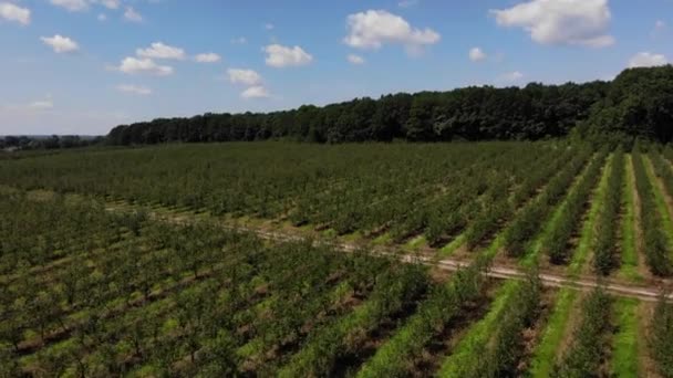 若い緑のリンゴの果樹園の風景 農業産業ビジネスと園芸のテーマ 空中ドローン4K 引き返す — ストック動画