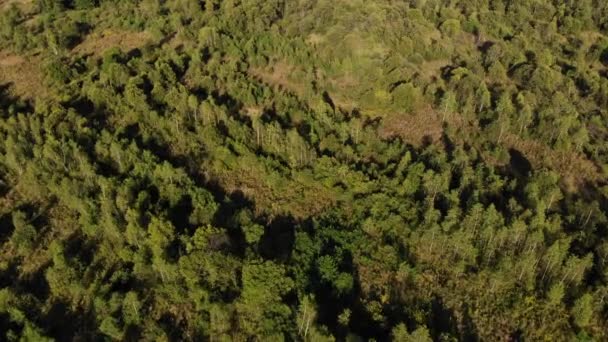 Aerial Flyover Deciduous Forest Woodland Natura Drone Zoom Tilt — Stock Video