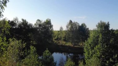 Ormandaki gölün yakınındaki huş ağaçları. Güzel doğal manzaranın kuş bakışı görüntüsü. Hava Aracı 4K, vinç atış tekniği eğik.