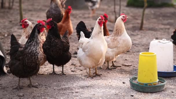 鶏や鶏が庭を歩いている 食物摂取量を置く Gmoを使わずに健康食品に鶏肉を供給する 養鶏場 村での生活 — ストック動画