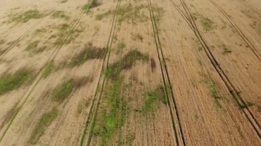 Yabani otlardan etkilenen buğday tarlalarının üzerinde, tarım arazileri. Hasat zamanı. AgroIndutry teması. Drone 4k, yukarı doğru yakınlaştır.