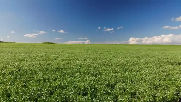 Volar Por Encima Campo Guisantes Jóvenes Cielo Azul Sobre Fondo — Vídeo de stock