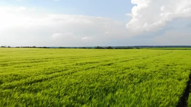 Ackerland Drohnenüberflug Über Dem Landwirtschaftlichen Feld Junger Und Grüner Gerste — Stockvideo