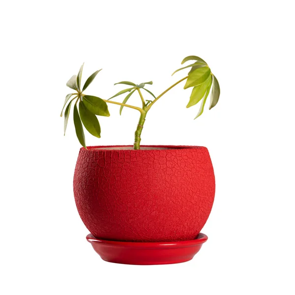 Kleine Groene Bloempot Rode Pot Geïsoleerd Witte Achtergrond Object Geïsoleerd Stockfoto