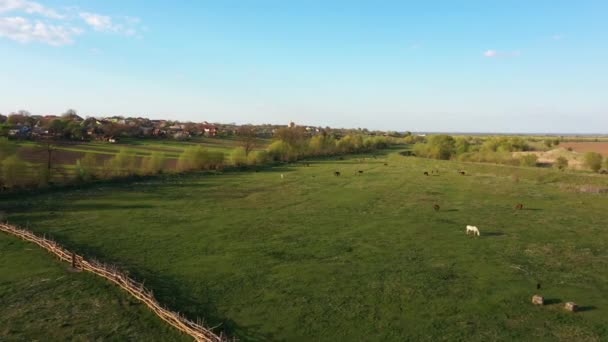 Воздушный Беспилотник Видом Сельскую Местность Увеличьте Групповые Лошади Пасутся Зеленом — стоковое видео