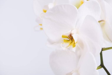 Güzel ve zarif beyaz bir falaenopsis orkidesi. Beyaz arka planda fuşya dudakları var..