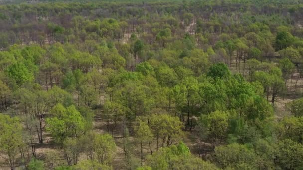 Bosque Roble Sobrevuelo Drones Por Encima Las Copas Los Árboles — Vídeo de stock