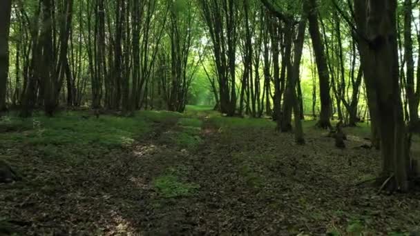 Chemin de terre oublié dans la forêt, rayons du soleil traversant les feuilles. Parmi les arbres 