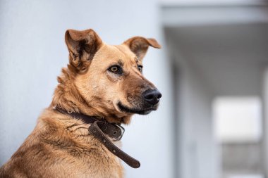 Köpek, evin yakınındaki iş yerinden sahibine bakıyor. Köpek bir adamın sadık ve en iyi dostudur.