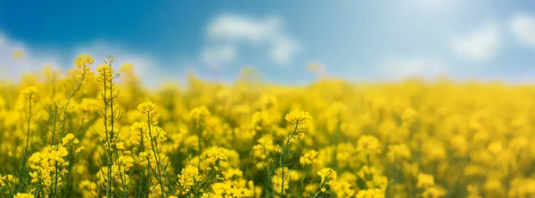 하늘을 배경으로 노란색 밭에서는 꽃식물들이 가깝게 자리잡고 있습니다 공간으로 배경을 — 스톡 사진