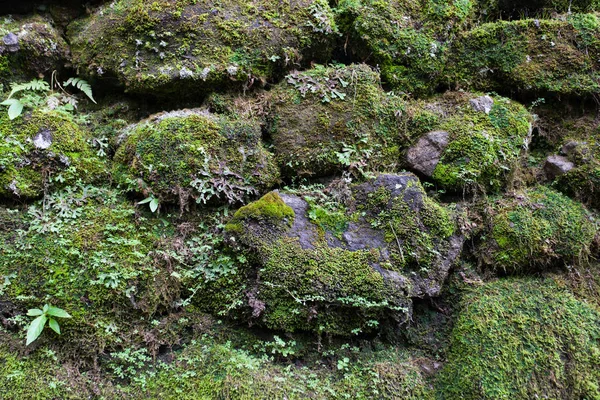 Alte Steinmauer mit Blättern und Moos — Stockfoto